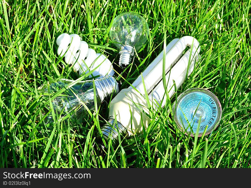 Image of the light bulb that has grown in a green garden. Image of the light bulb that has grown in a green garden