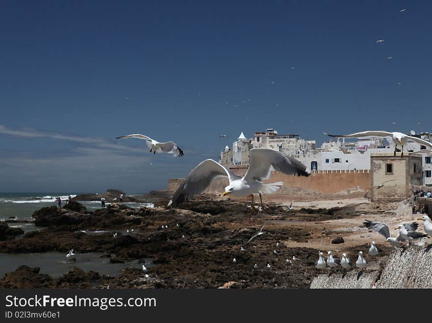 Old hystorical centre of Essaouira on Atlantic ocean in Marocco with white cormorants
