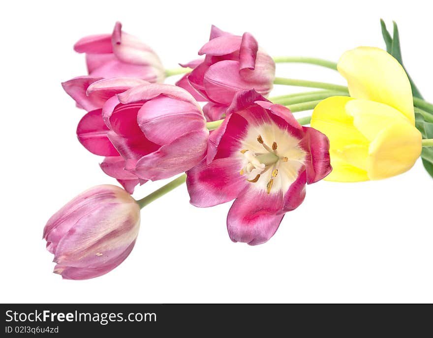 Colorful tulips isolated on a white background