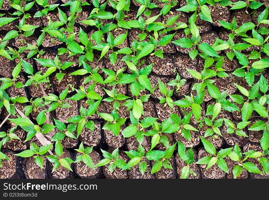 Green seedling