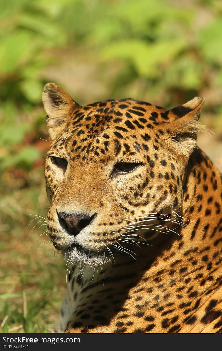 Animals: Portrait of a leopard