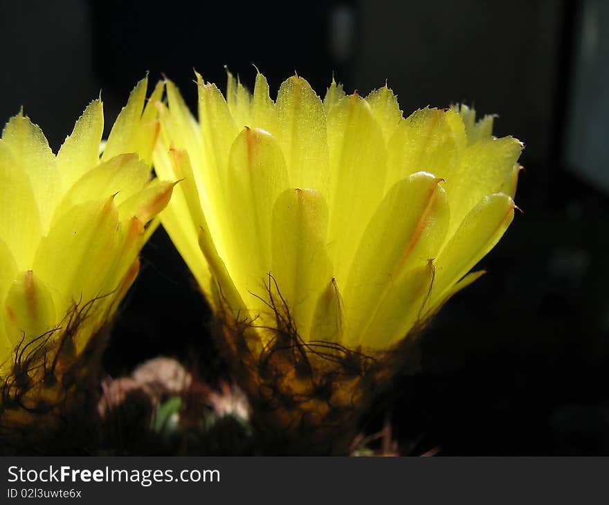 Flowery cactus Notocactus ottonis, beautiful yellow flowers