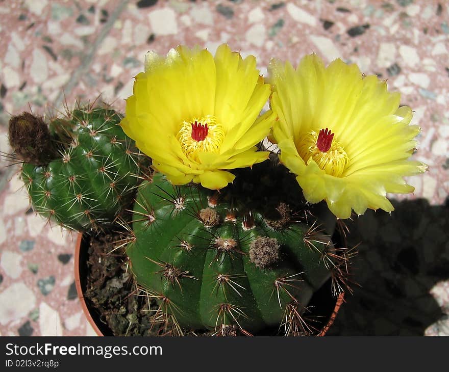 Flowery cactus Notocactus ottonis, beautiful yellow flowers