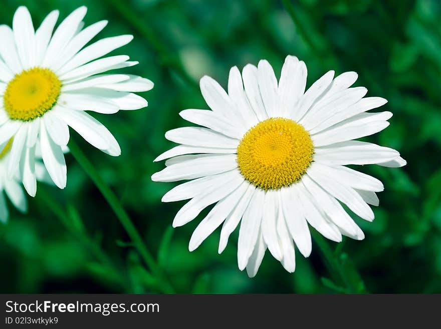 Camomile on a green background