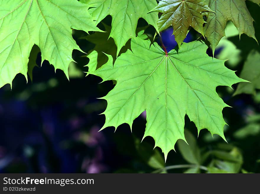 Green maple leaves in city park in the spring afternoon. Green maple leaves in city park in the spring afternoon