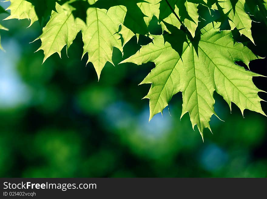 Green maple leaves in city park in the spring afternoon. Green maple leaves in city park in the spring afternoon