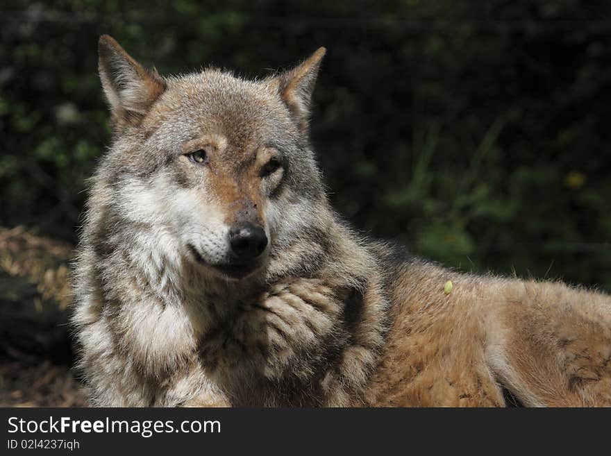 The detail of the eurasian wolf (Canis lupus lupus) in zoopark Chomutov, Czech Republic. The detail of the eurasian wolf (Canis lupus lupus) in zoopark Chomutov, Czech Republic.