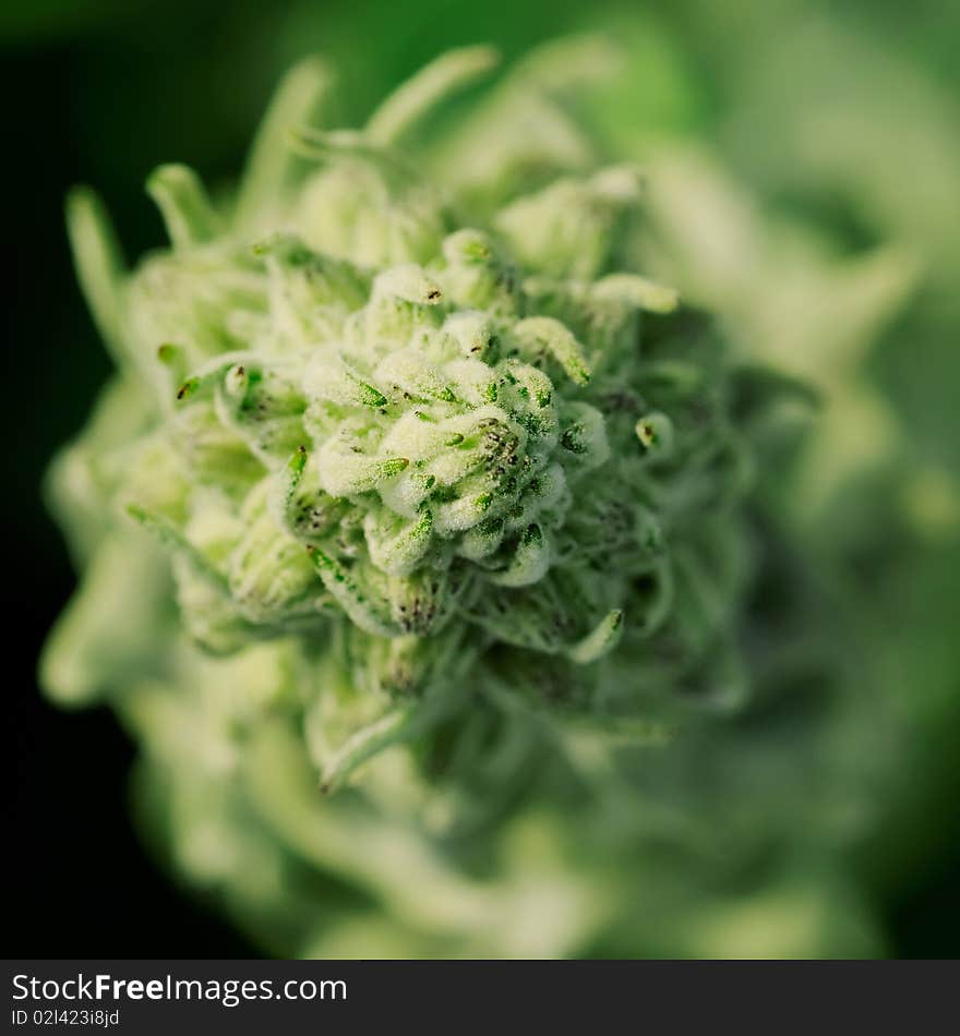 Close up of fresh green flower bud. Close up of fresh green flower bud