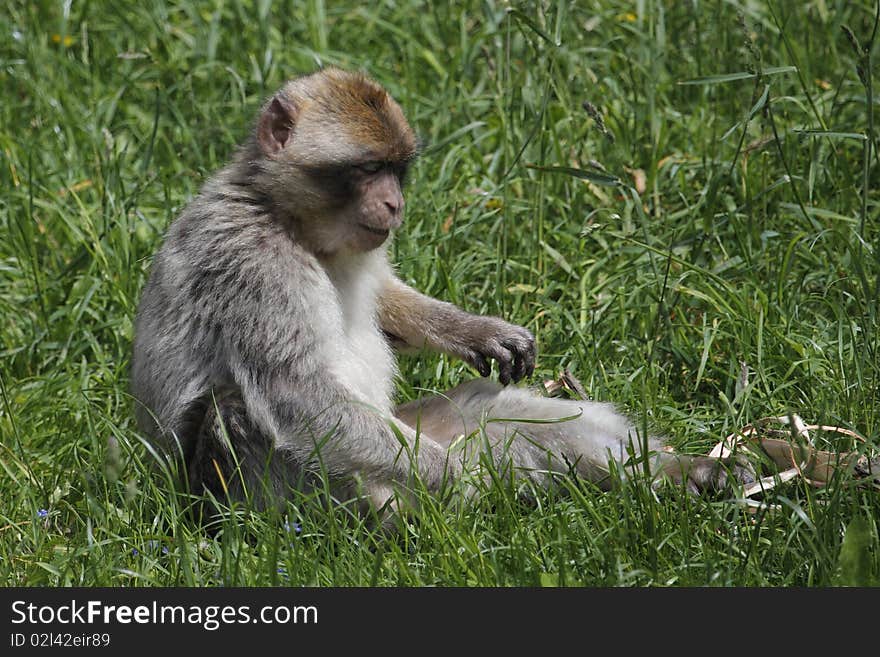 Barbary macaque in the grass