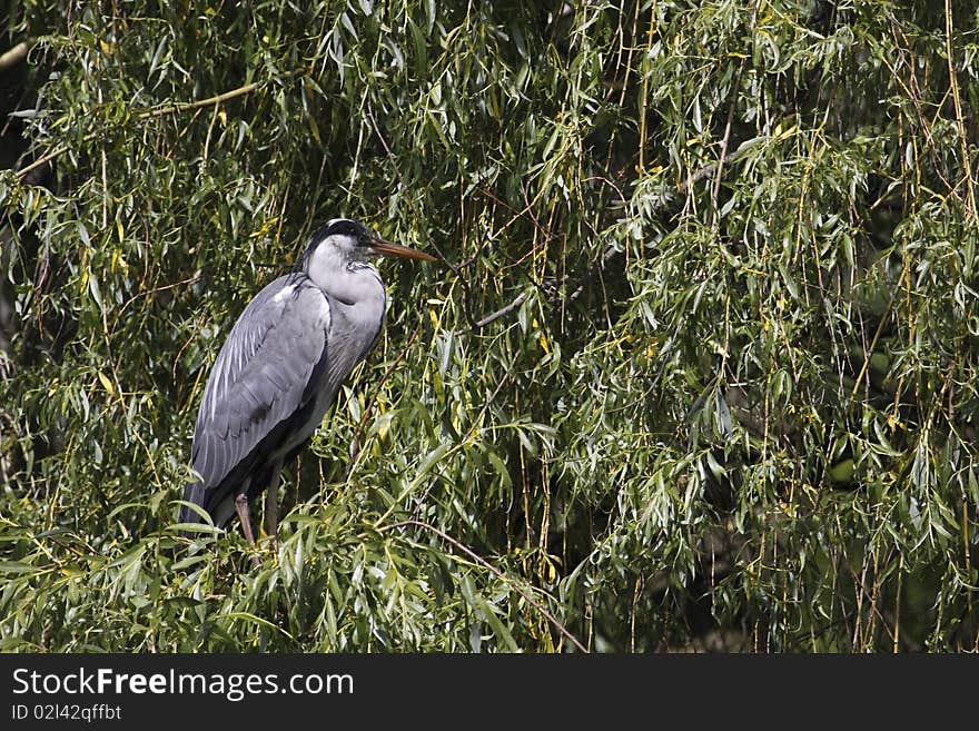 Great cormorant