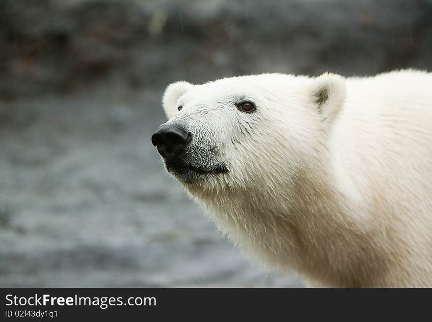 A big polar bear walking around on a large rock formation. A big polar bear walking around on a large rock formation