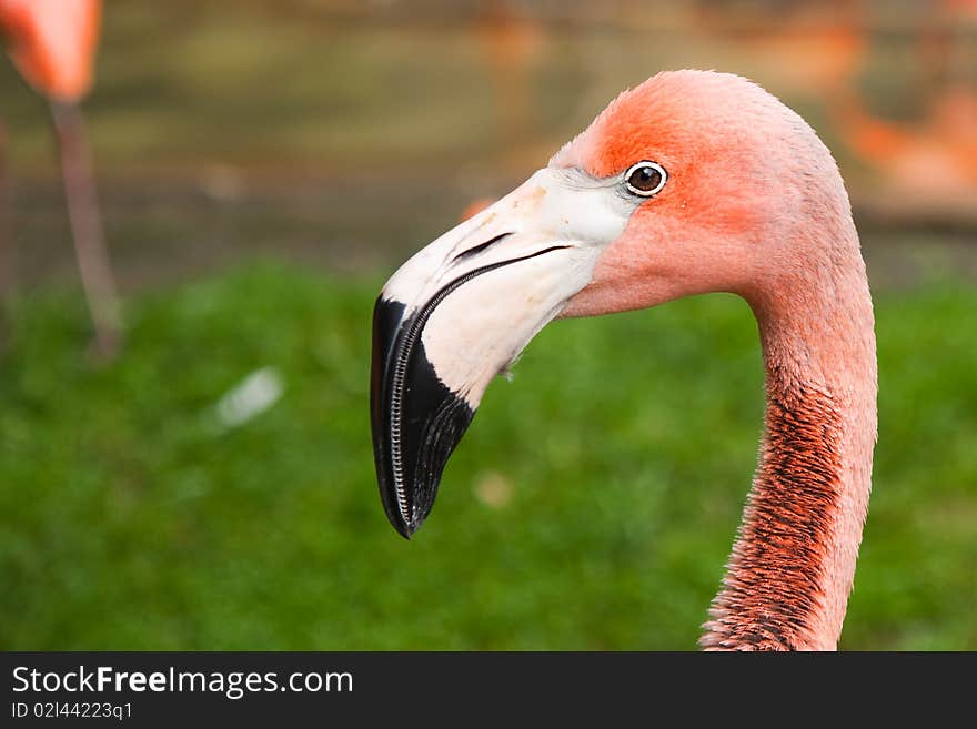 A closeup view of a pink flamingo. A closeup view of a pink flamingo