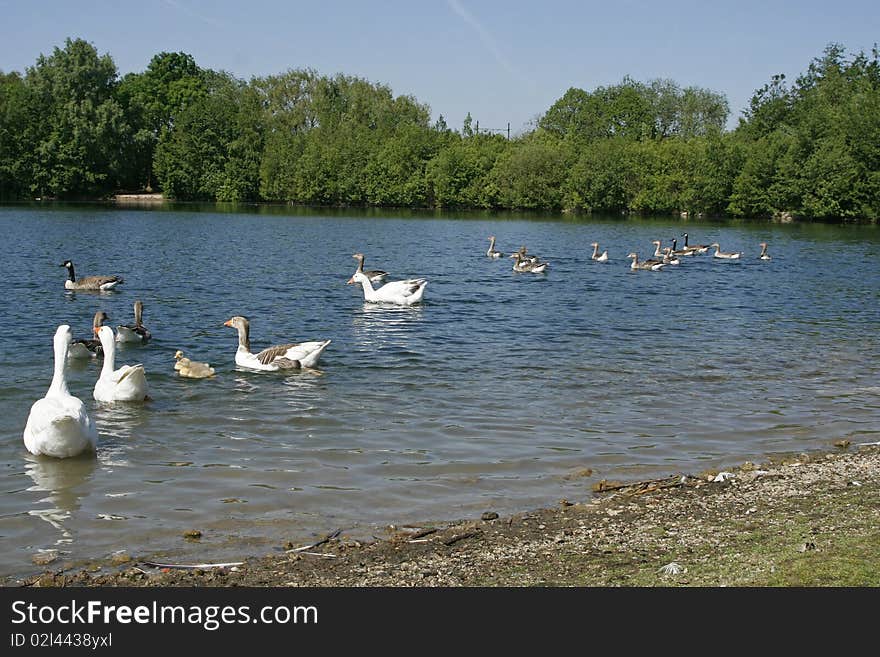 Group of ducks swimming in lake. Group of ducks swimming in lake