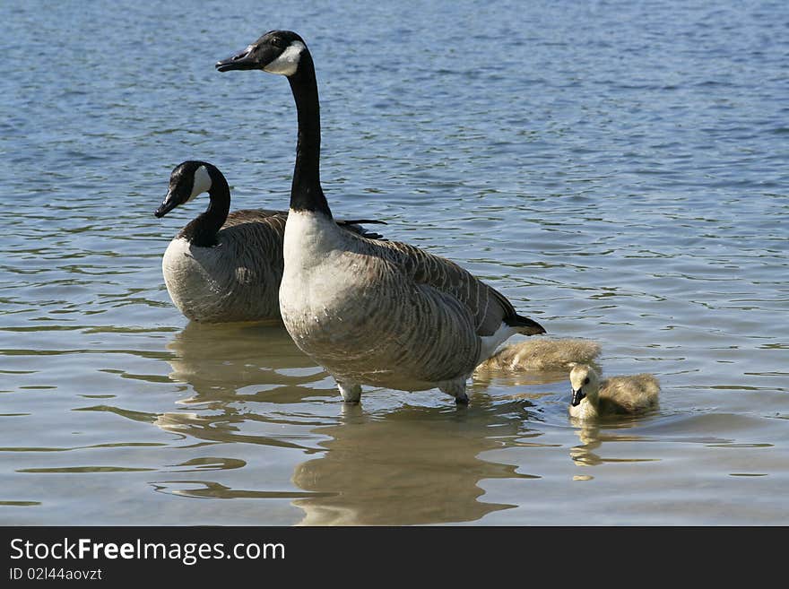 Ducks and two ducklings on lake