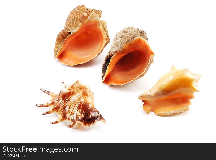 Sea shells isolated on a white background. Sea shells isolated on a white background