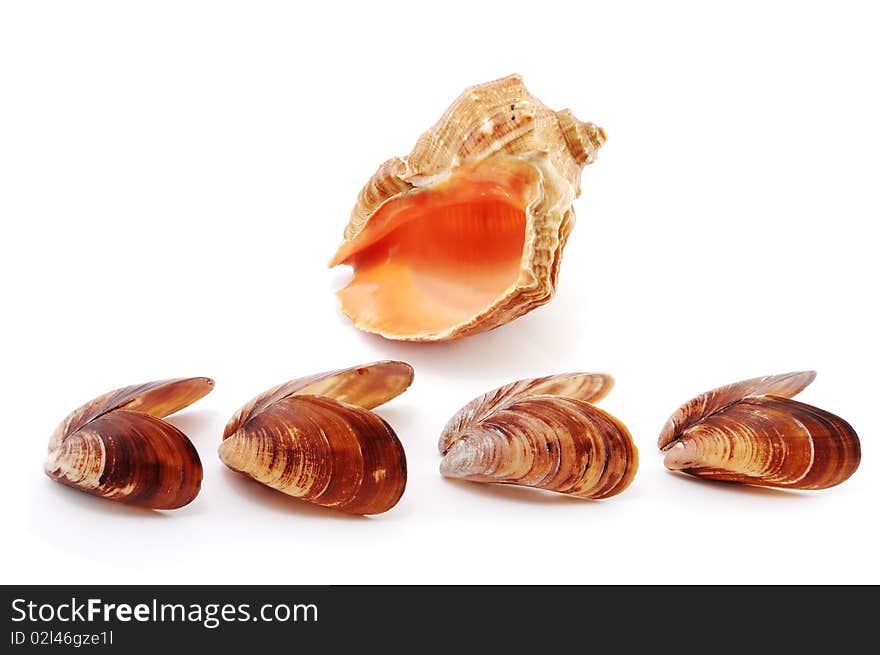 Sea shells isolated on a white background. Sea shells isolated on a white background