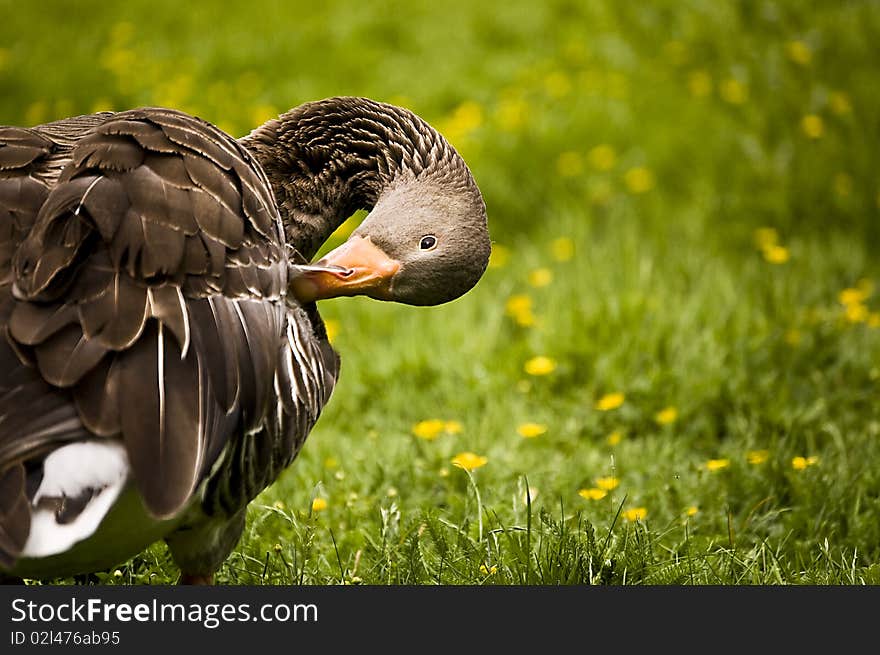 Duck in the park