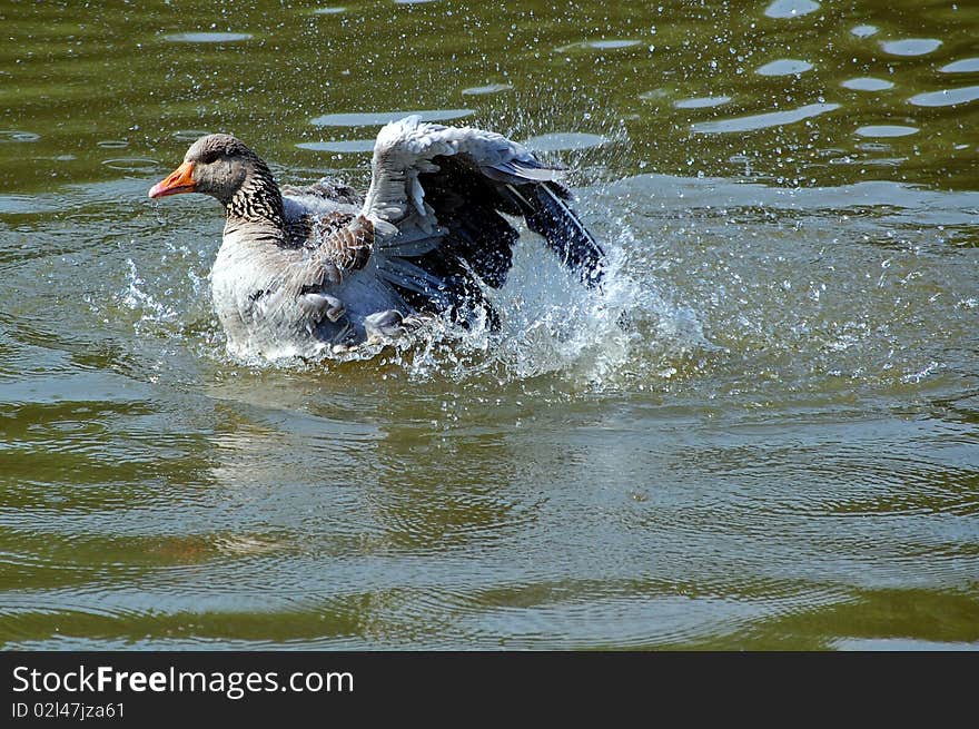 Goose Washing