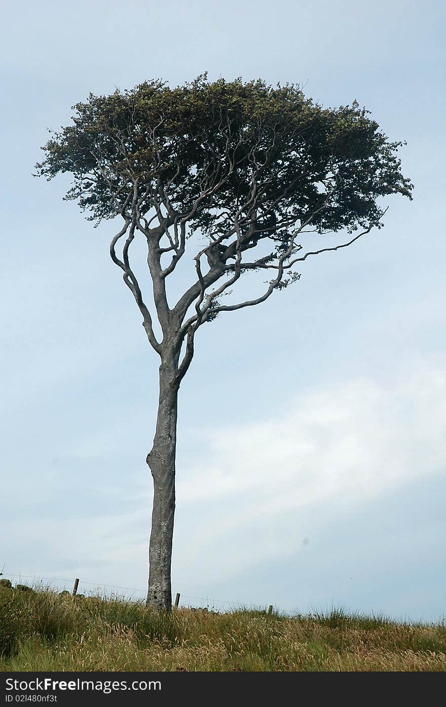 An Interesting Tree