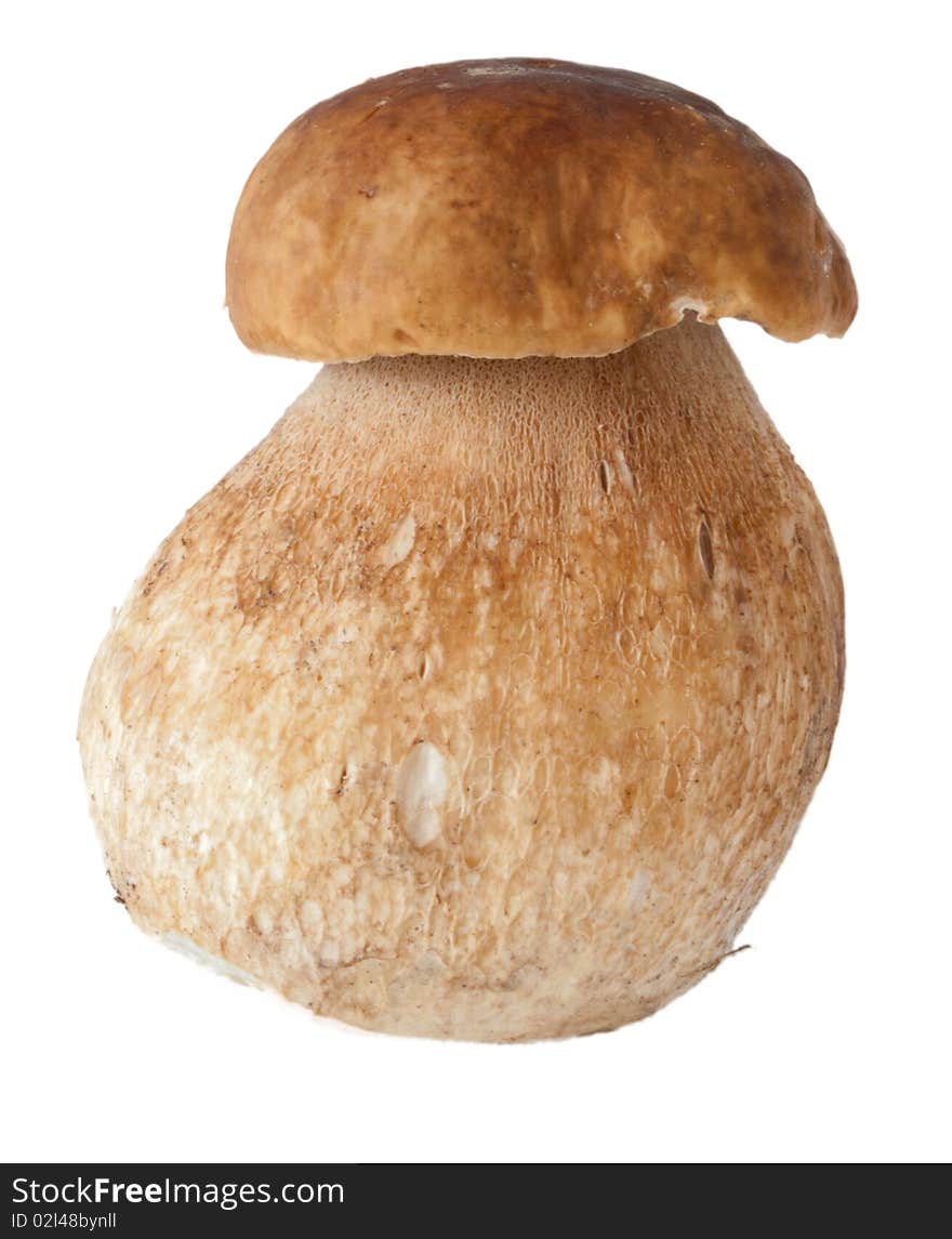 Cep (Edible Boletus) in front of a white  background. Cep (Edible Boletus) in front of a white  background