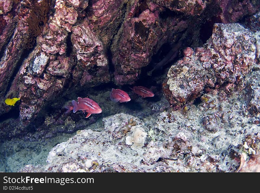 Three Three goat fish hiding in a crevasse. Three Three goat fish hiding in a crevasse.