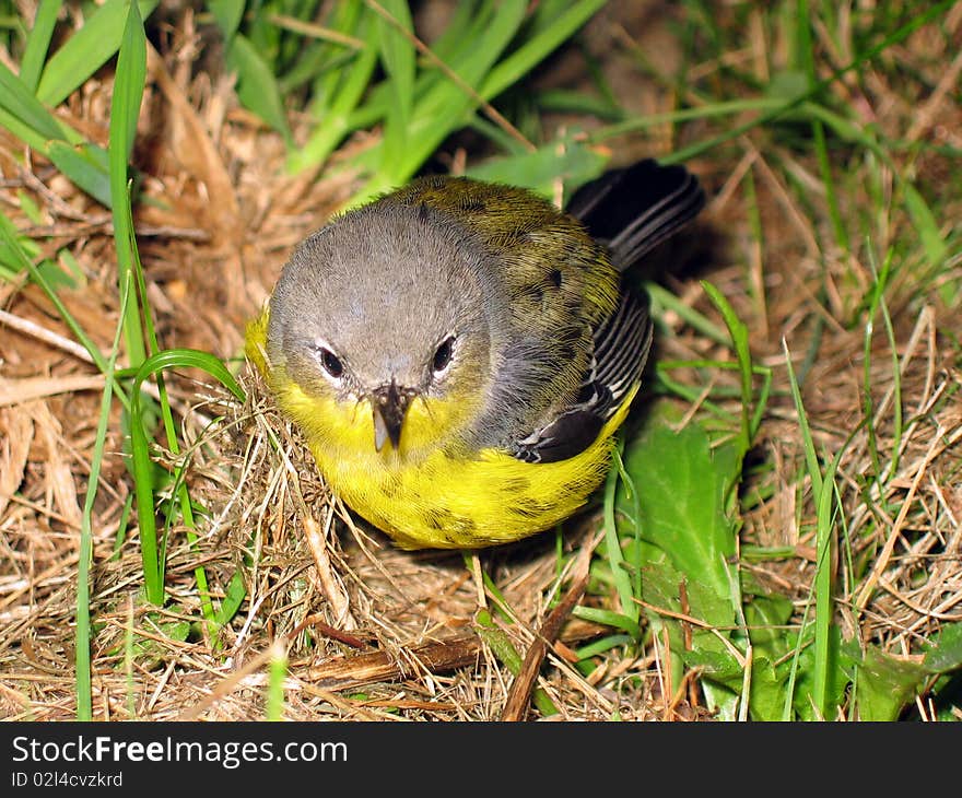 Bird in Grass