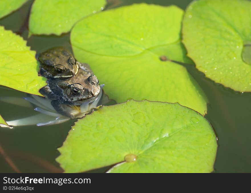 A smaller toad holding on the back of a bigger one resting on white water lily. A smaller toad holding on the back of a bigger one resting on white water lily.