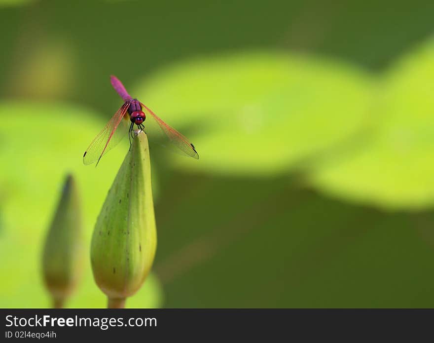 Pink dragonfly, Roseate Skimmer, balancing on water lily flower bud. Pink dragonfly, Roseate Skimmer, balancing on water lily flower bud.