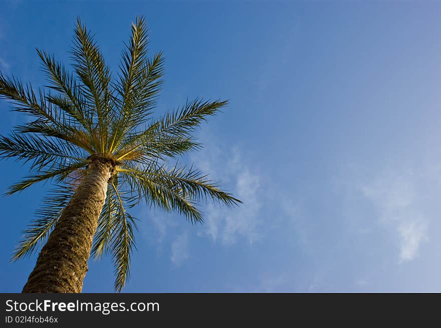 Two Tall palm treen with a clouded blue sky in the background