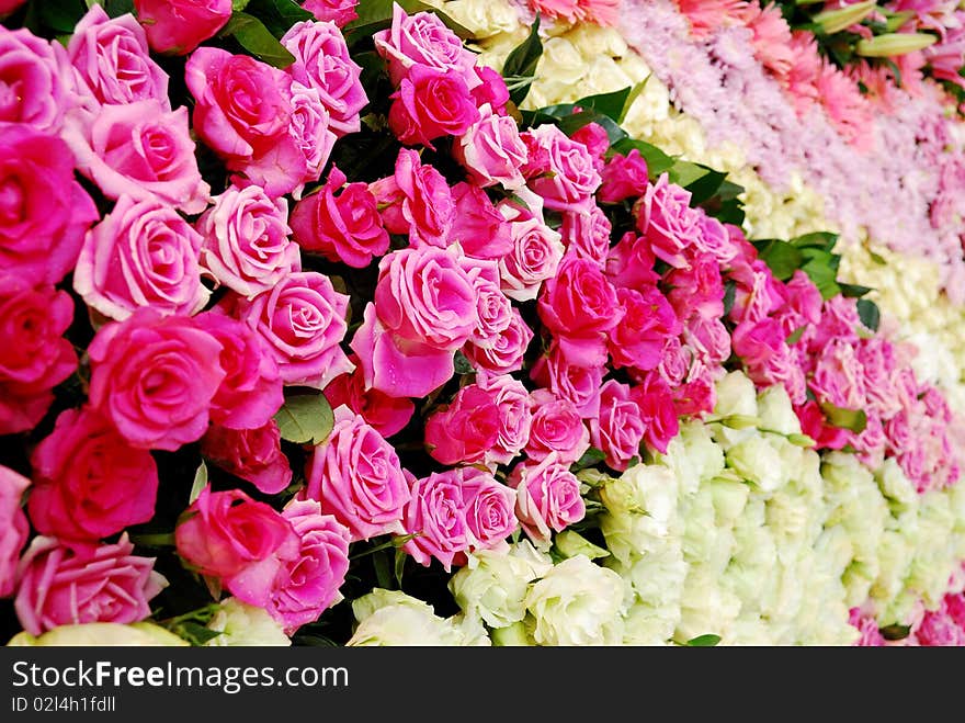 Pink white red rose wall