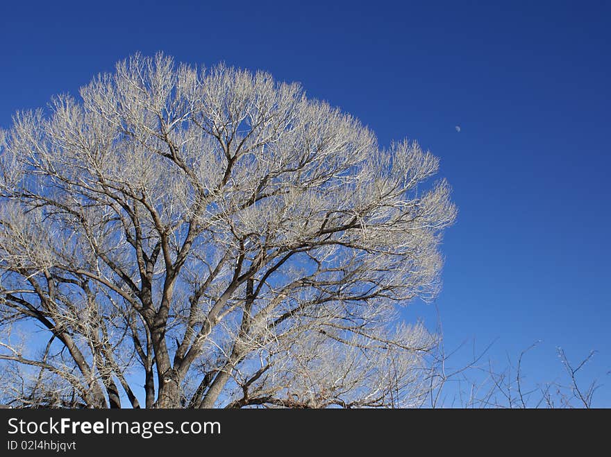 White Tree Against A Blue Sky