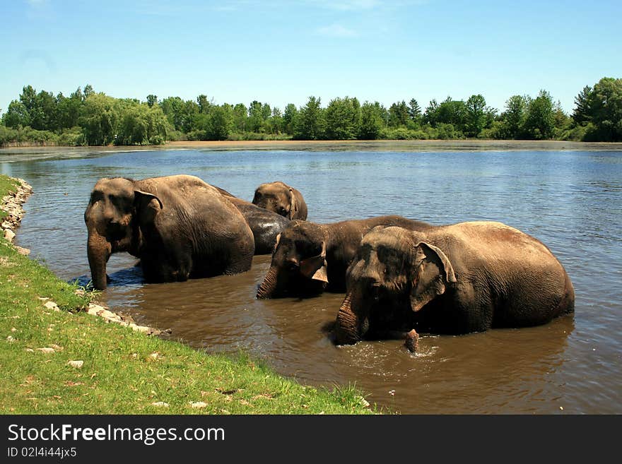 The family of elephants bathing in the river