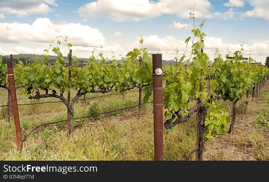 A Napa Valley Vineyard in the spring. A Napa Valley Vineyard in the spring.