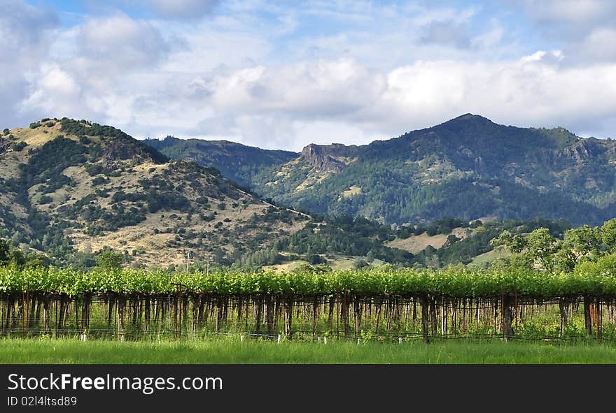 A Napa Valley Vineyard in the spring. A Napa Valley Vineyard in the spring.