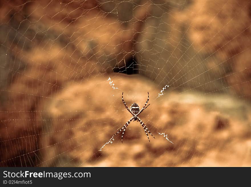 Spider on Web in San Juan, Puerto Rico. Spider on Web in San Juan, Puerto Rico