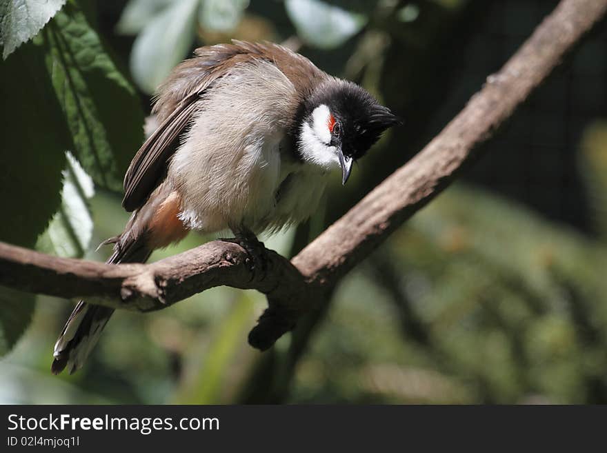 Red-whiskered bulbul