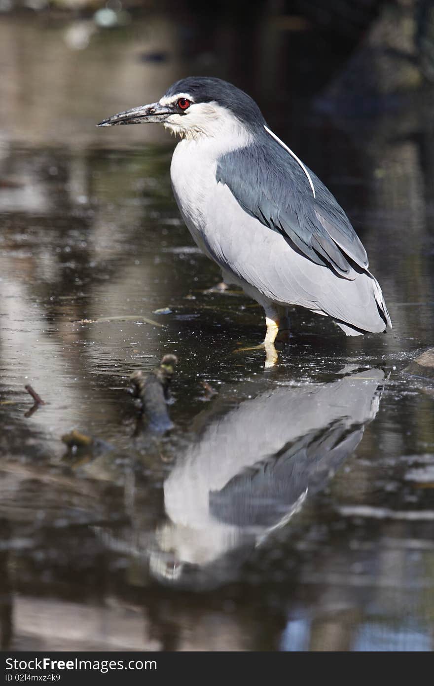 The Black-crowned Night Heron (Nycticorax nycticorax) commonly abbreviated to just Night Heron in Eurasia, is a medium-sized heron found throughout a large part of the world, except in the coldest regions and Australasia (where replaced by the closely related Rufous Night Heron, with which it has hybridized in the area of contact).