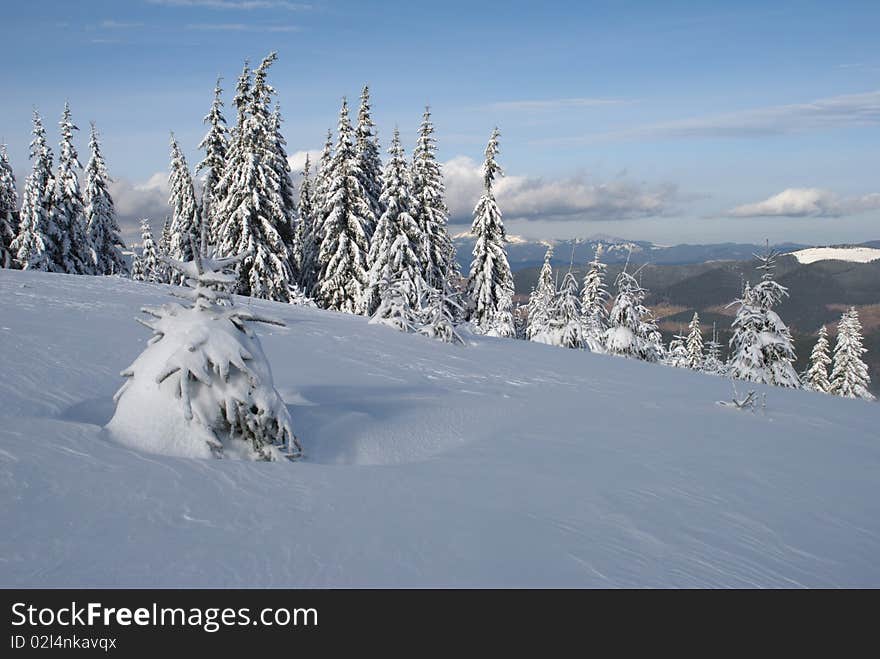 Fur-trees on a mountain winter slope in a mountain landscape with white snow. Fur-trees on a mountain winter slope in a mountain landscape with white snow.