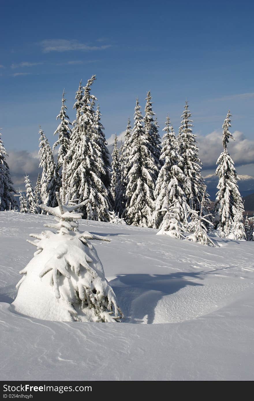 Fur-trees on a mountain winter slope in a mountain landscape with white snow. Fur-trees on a mountain winter slope in a mountain landscape with white snow.