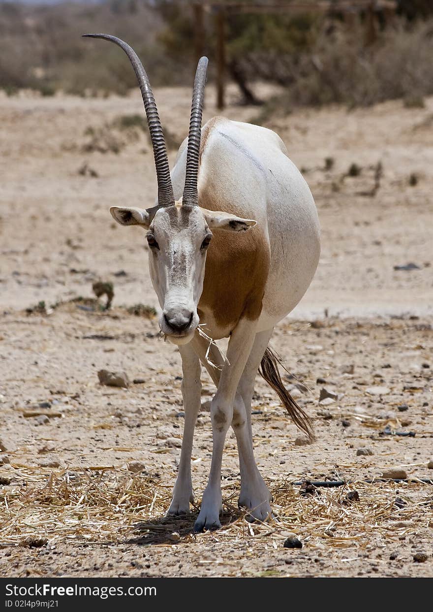 Sahara Oryx