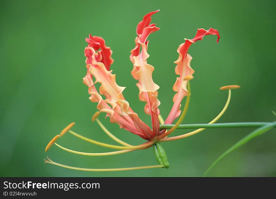 Climbing Lily flower