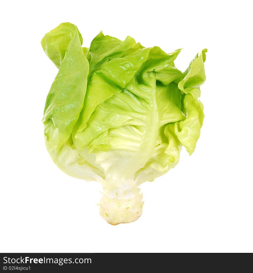 Salad lettuce