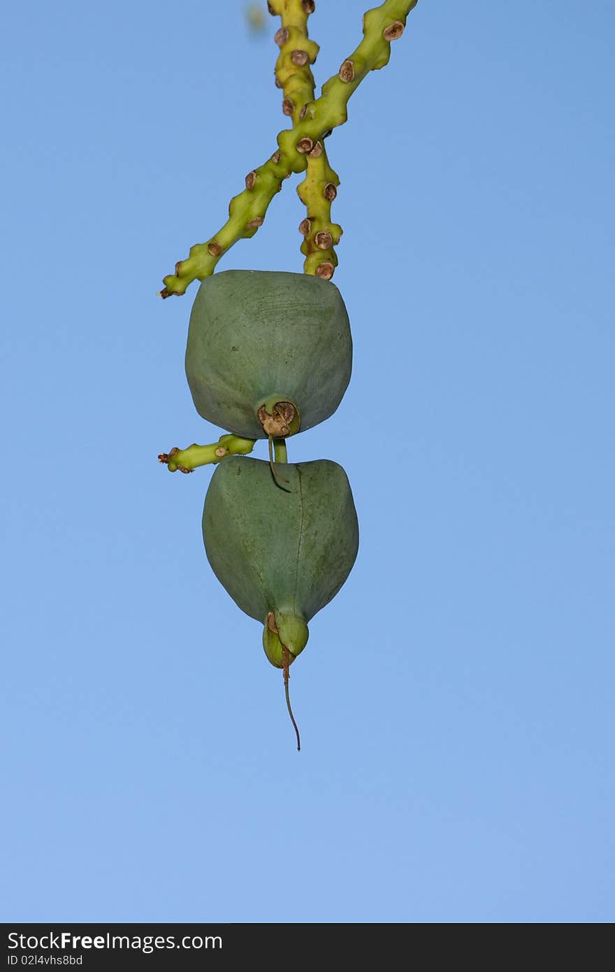 Ketapang Terminalia Catappa Indian Almond Fruit