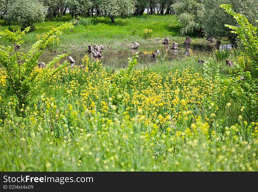 Spring landscape in the Danube Delta, with yellow iris, Romania. Spring landscape in the Danube Delta, with yellow iris, Romania