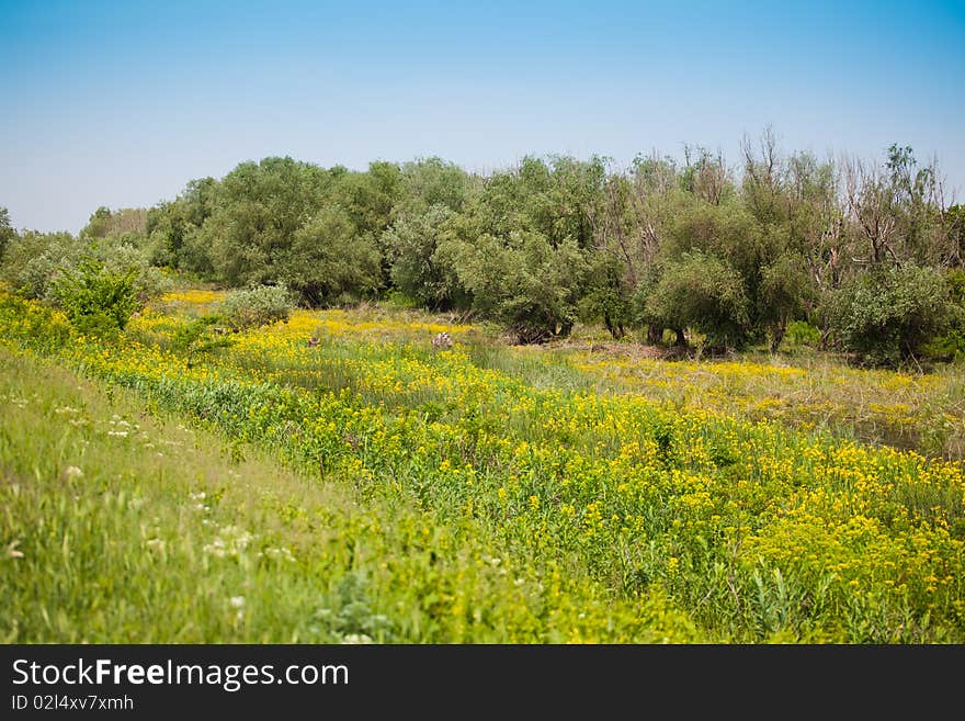 Spring landscape in the Danube Delta, with yellow iris, Romania. Spring landscape in the Danube Delta, with yellow iris, Romania