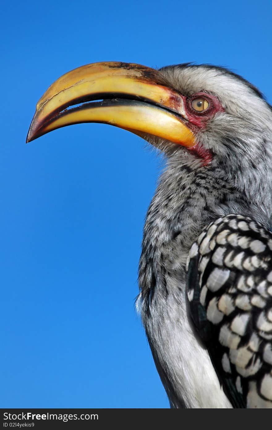 Yellow Billed Hornbill