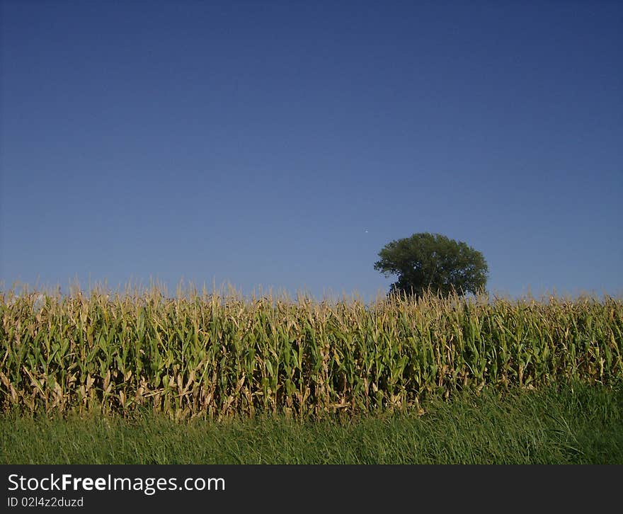 Field and sky