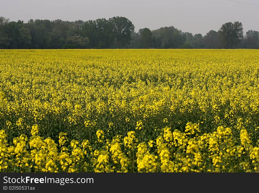 Photo of yellow flower. like a yellow sea.