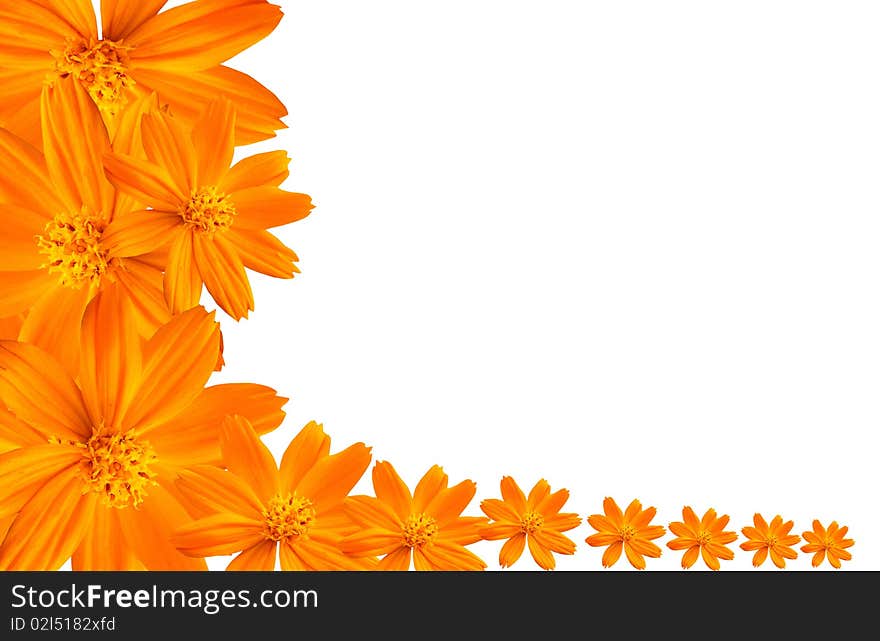 Cosmos And Daisy Flowers Isolated