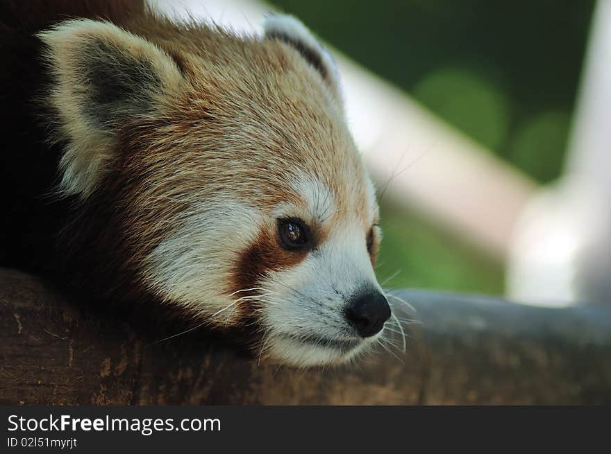 Portrait of a red panda